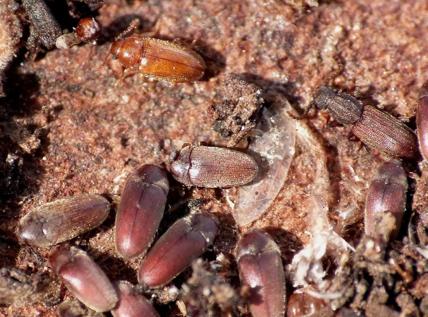 Mycetophagidae: cfr Typhaea stercorea - Ostia (RM)